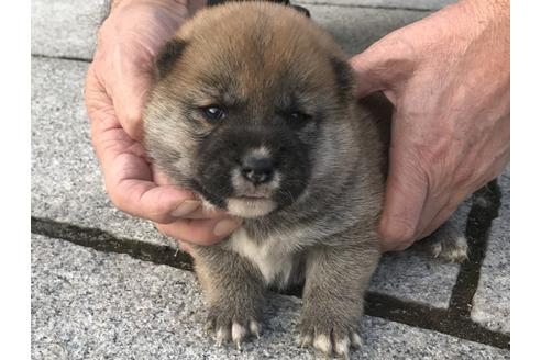 成約済の長崎県の柴犬-60921の8枚目