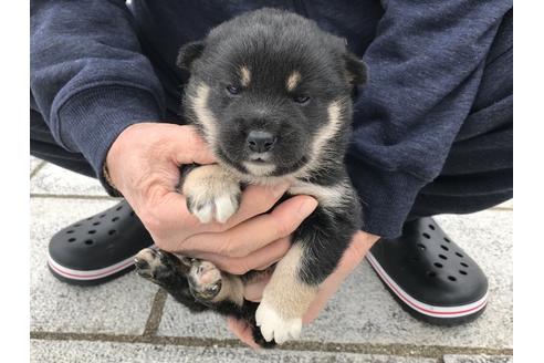 成約済の長崎県の柴犬-63507の6枚目