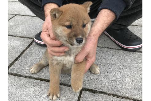 成約済の長崎県の柴犬-60921の5枚目