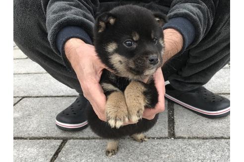 成約済の長崎県の柴犬-60919の4枚目