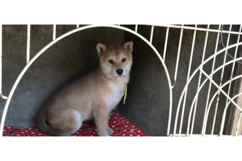 成約済の山梨県の柴犬-61386の1枚目