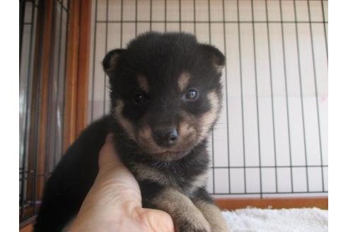 成約済の岡山県の柴犬-64360の1枚目