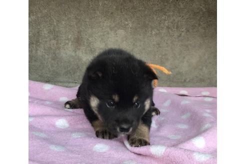 成約済の山梨県の柴犬-65614の2枚目