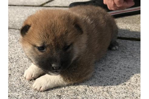 成約済の長崎県の柴犬-66389の5枚目