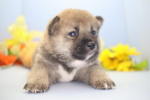 成約済の愛知県の柴犬-68520の2枚目