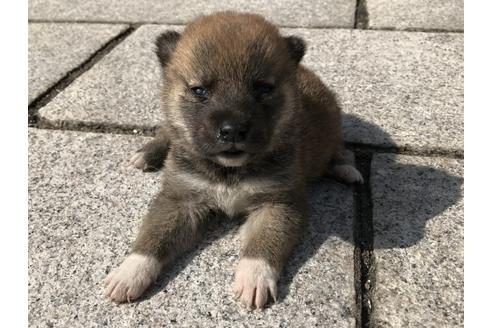 成約済の長崎県の柴犬-69090の4枚目