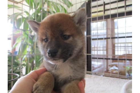 成約済の岡山県の柴犬-69399