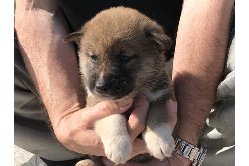 成約済の長崎県の柴犬-69092の3枚目