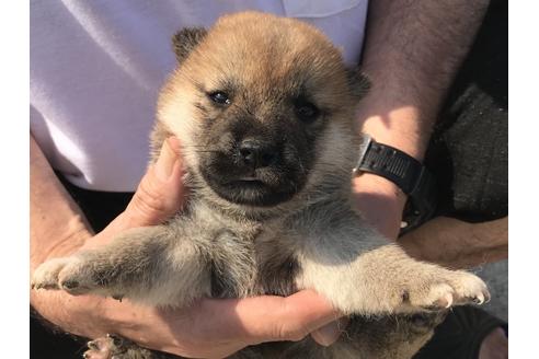 成約済の長崎県の柴犬-71621の2枚目