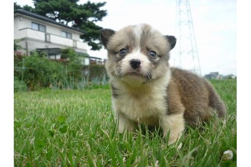 成約済の長野県のウェルシュコーギーペンブローク-79386の1枚目