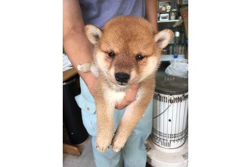 成約済の広島県の柴犬-80650