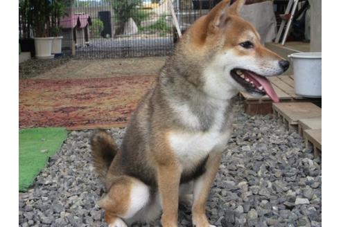 成約済の岡山県の柴犬-82111の4枚目