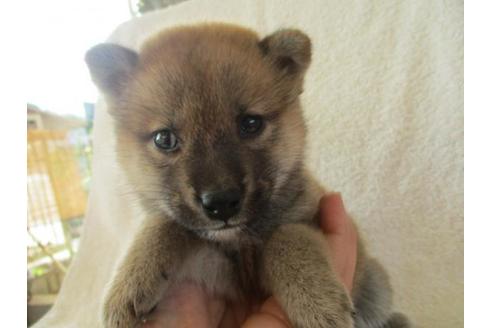 成約済の岡山県の柴犬-83110の5枚目