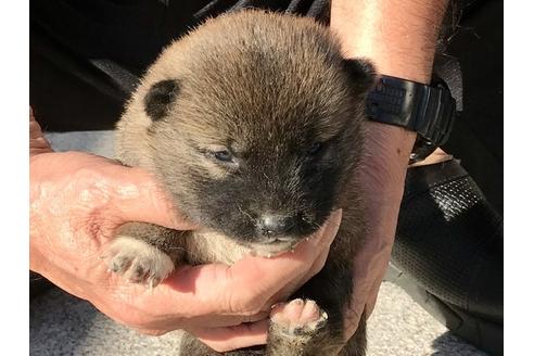 成約済の長崎県の柴犬-83224の9枚目