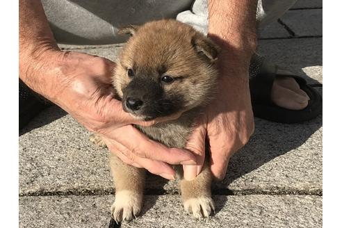 成約済の長崎県の柴犬-83224の2枚目