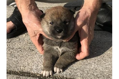 成約済の長崎県の柴犬-85318の4枚目