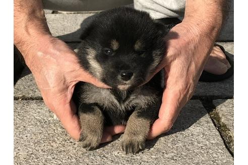 成約済の長崎県の柴犬-85322の1枚目