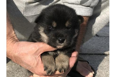 成約済の長崎県の柴犬-85322の4枚目