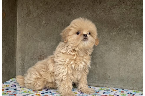 成約済の山梨県のミックス犬-84091の3枚目