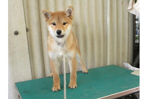 成約済の岡山県の柴犬-83112の5枚目