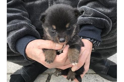 成約済の長崎県の柴犬-86831の5枚目