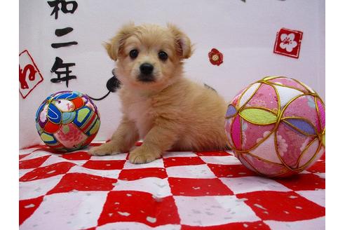 成約済の鳥取県のミックス犬-86148の5枚目