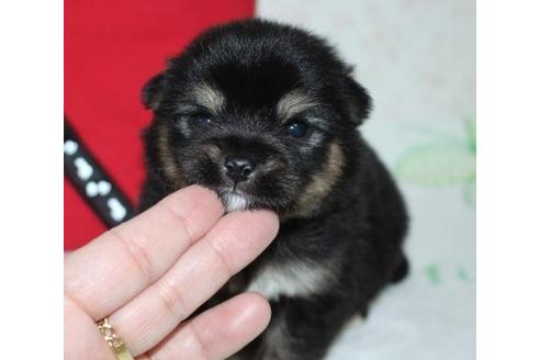 成約済の埼玉県のミックス犬-88842の9枚目