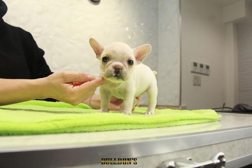 東京都のフレンチブルドッグ 女の子 19 12 14生まれ 5頭兄妹で1番小ぶりなクリームの女の子 子犬id ブリーダーナビ