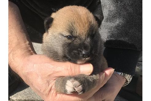 成約済の長崎県の柴犬-90788の7枚目