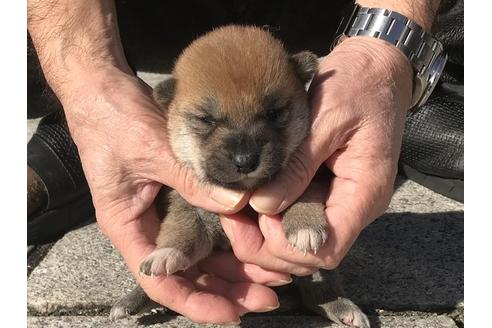 成約済の長崎県の柴犬-90789の8枚目