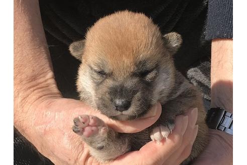 成約済の長崎県の柴犬-90789の6枚目