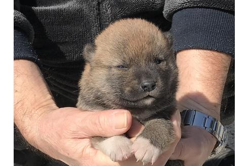 成約済の長崎県の柴犬-90799の10枚目