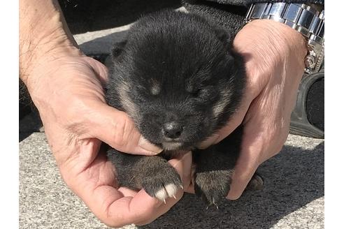 成約済の長崎県の柴犬-90806の8枚目