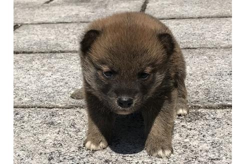 成約済の長崎県の柴犬-90803の4枚目