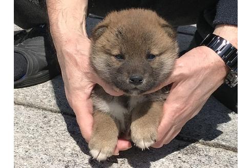 成約済の長崎県の柴犬-90796の5枚目