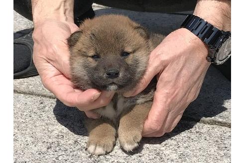 成約済の長崎県の柴犬-90796の3枚目