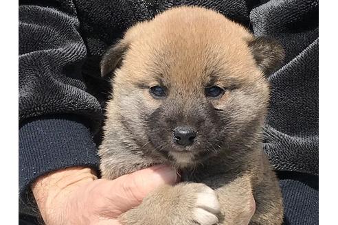 成約済の長崎県の柴犬-90789の1枚目