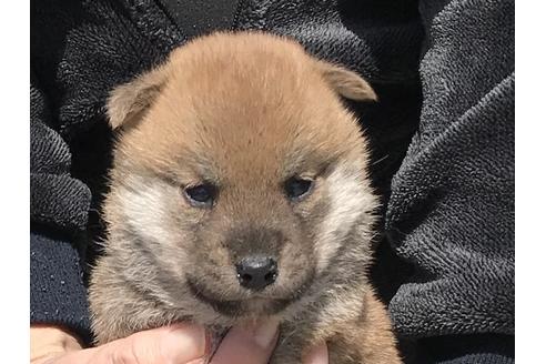 成約済の長崎県の柴犬-90788の1枚目