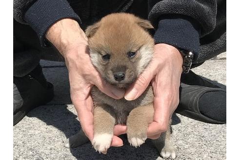 成約済の長崎県の柴犬-90788の3枚目