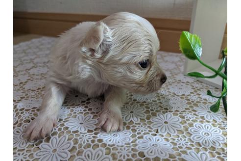 成約済の広島県のチワワ(ロングコート)-90454の21枚目