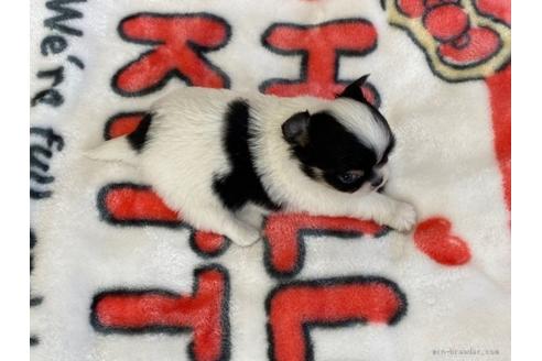 成約済の香川県のチワワ(ロングコート)-91419の2枚目