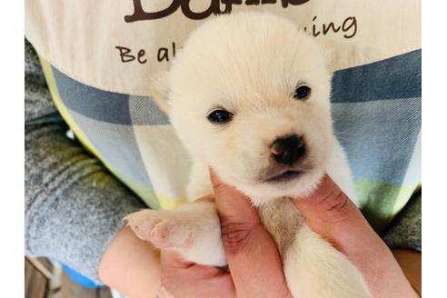 成約済の茨城県の柴犬-95373の1枚目