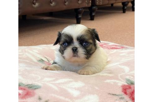 成約済の香川県のミックス犬-96753の1枚目