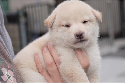 成約済の埼玉県の柴犬-100218の2枚目