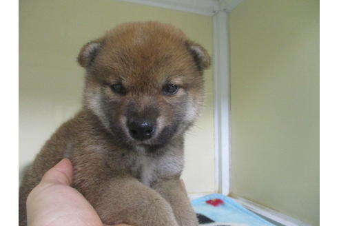 成約済の岡山県の柴犬-100191の1枚目