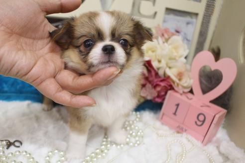 成約済の大阪府のチワワ(ロングコート)-102225の7枚目