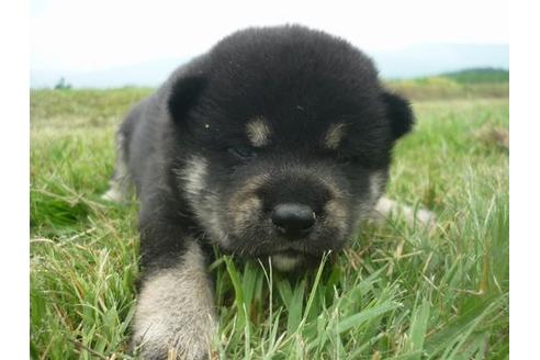 成約済の長野県の柴犬-102417の3枚目