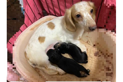 成約済の愛知県のミニチュアダックスフンド(ロングヘアード)-102678の3枚目