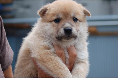 成約済の埼玉県のミックス犬-102709の2枚目