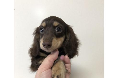 成約済の兵庫県のカニンヘンダックスフンド(ロングヘアード)-102798の1枚目